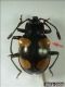 Eumorphus_inflatus.jpg