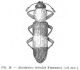 Anadastus tricolor.JPG
