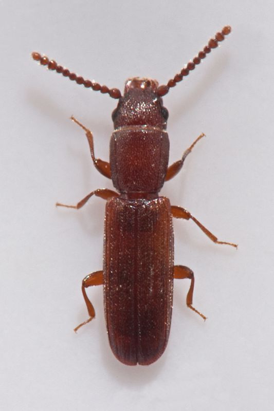 1 cryptolestes sp. laemophloeidae baronessa .jpg