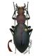 buqueti_nigrocyaneus_2.JPG