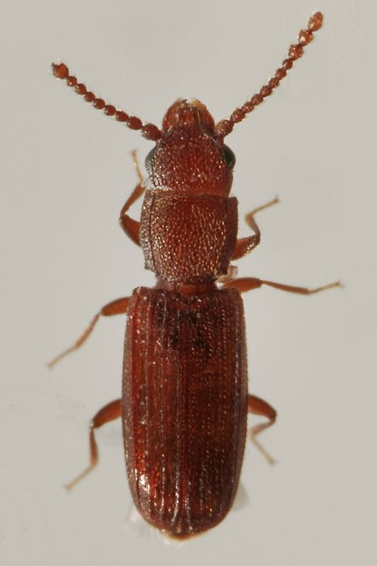 1 leptophloeus juniperi laemophloeidae lungo dora .jpg