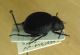 DSCN7571,okit.jpg