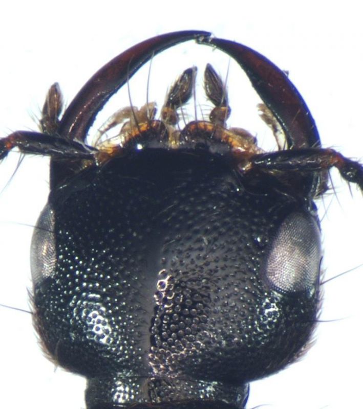 globulifer (Fourcroy, 1785).jpg