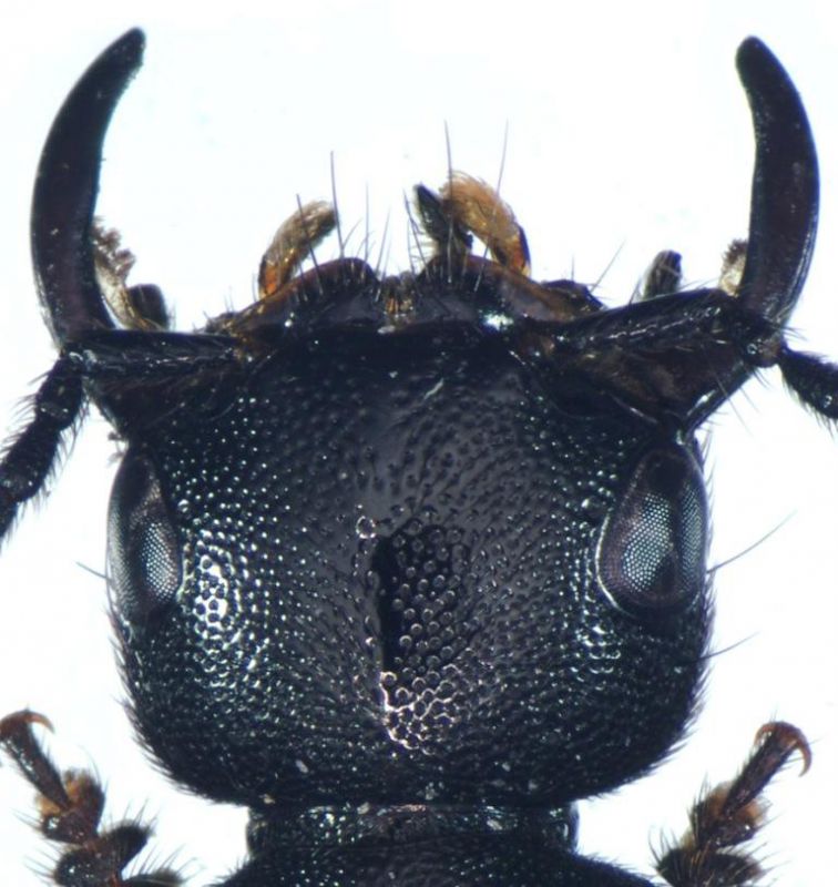 winkleri (Bernhauer, 1906).jpg