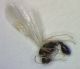 formicidae 3.JPG