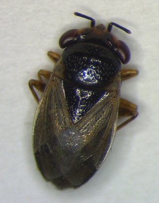 Geocoris.JPG