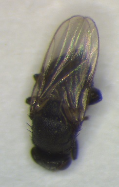 Chloropidae 2.JPG