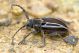 Neodorcadion exornatum IMG_8231.jpg