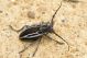 Neodorcadion exornatum IMG_8235.jpg