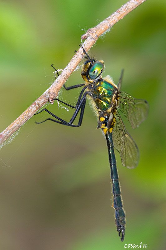 Somatochlora borisi IMG_8434.jpg