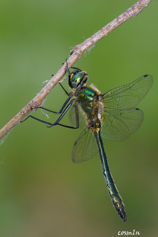 Somatochlora borisi IMG_8436.jpg