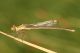 Lestes virens virens. Altofonte, Gorgo di Rebuttone - PA. 8 Giugno 2010 d (4).jpg