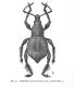 Cnemidothrix penicilliger.jpg