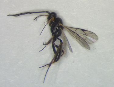 ichneumonidae.JPG