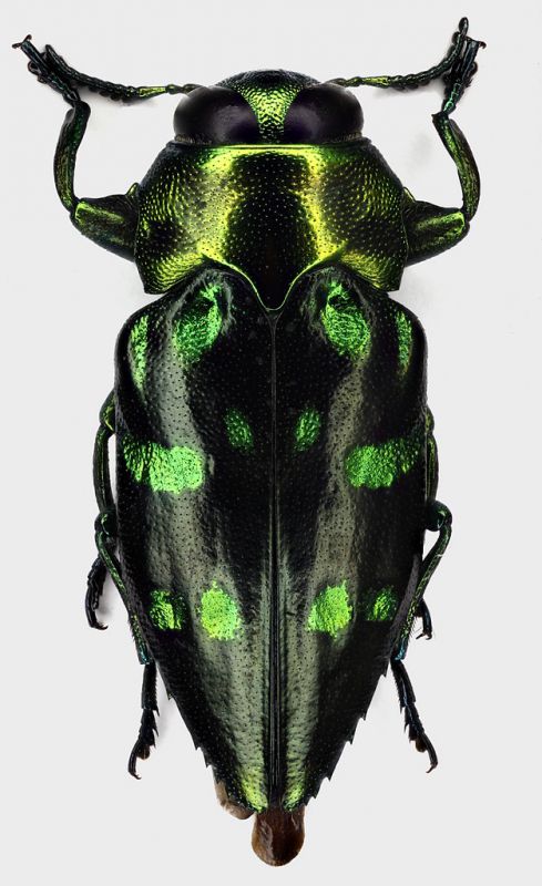 Chrysobothris_amabilis_Guyane_Francaise_Belizon_VIII-2017_9mm_grey.jpg