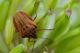 pentatomidae-graphosoma-creticum2-foto-fransen.jpg