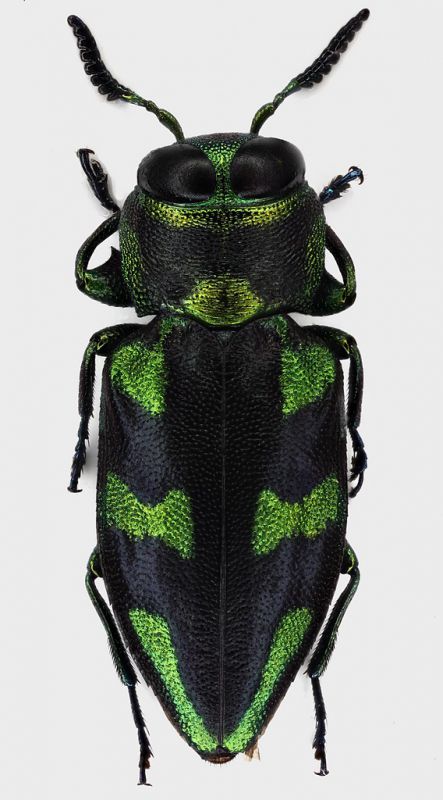 Chrysobothris_trochilus_French_Guyane_Belizon_VII-2017_7,5mm_grey.jpg