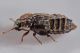 2 micropeplus staphylinoides staphylinidae baronessa .jpg