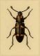 endytus bizonatus.jpg