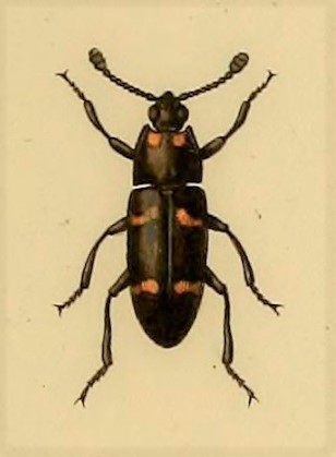 endytus bizonatus.jpg