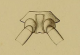 Triplatoma.png