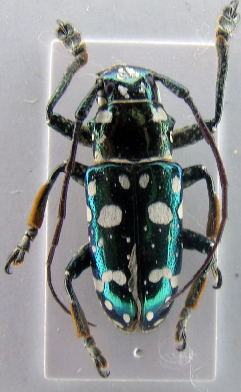 cerambicidae Filippine 2.jpg