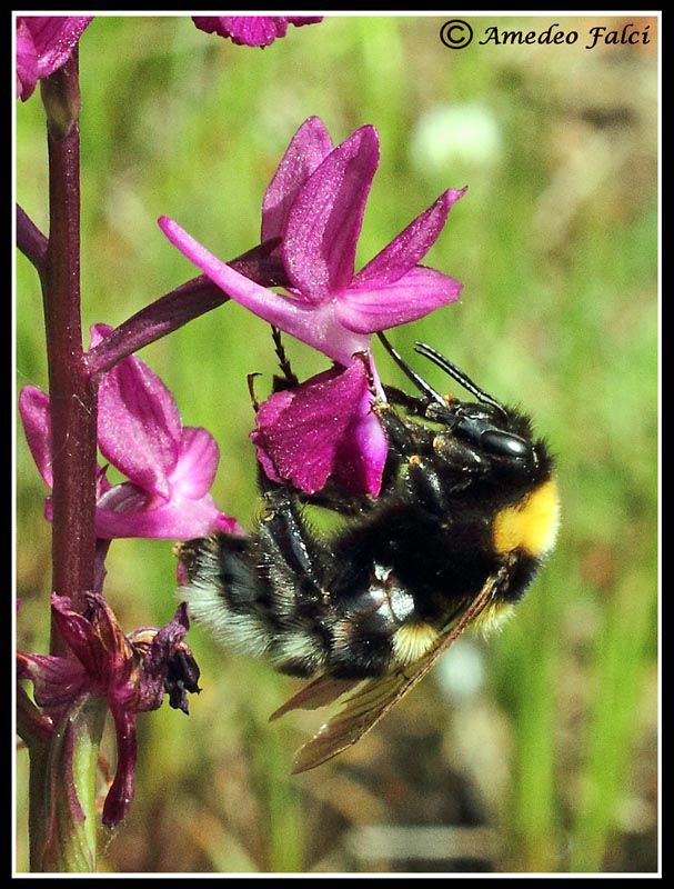 Bombus da ID IMG_2991_Cor.jpg