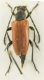 Stictoleptura from Bulgaria.jpg