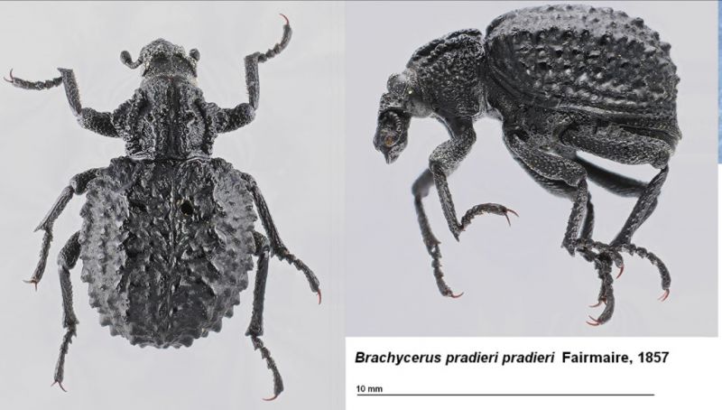 Brachycerus pradieri.jpg