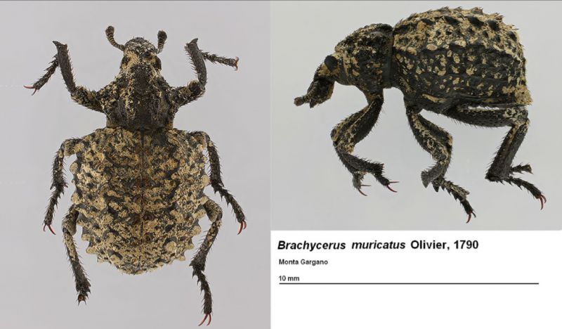 Brachucerus muricatus.jpg