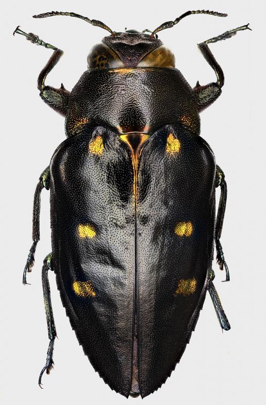 Chrysobothris_sp_Solomon_Is_Guadalcanal_Honiara_Koso, 850m_St_Jakl_18-XII-2016_21mm_grey.jpg