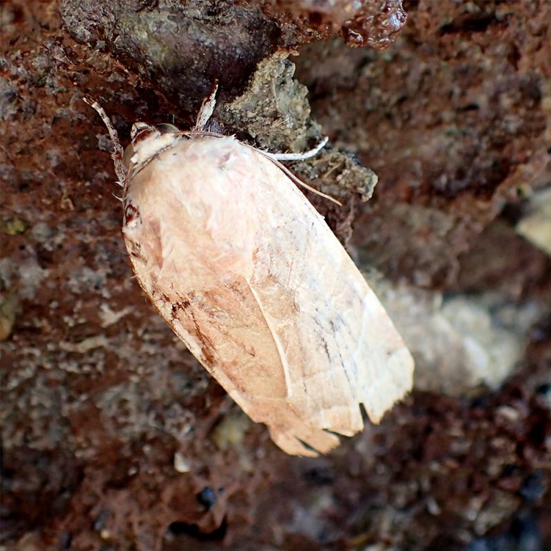 lepidoptera_noctuidae.jpg