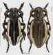 Dorcadion_preissi_m_f_s.jpg