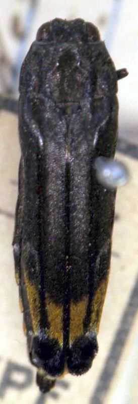 Agrilus antepodex.JPG