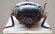 Elateridae Rodi2 - Copia.JPG