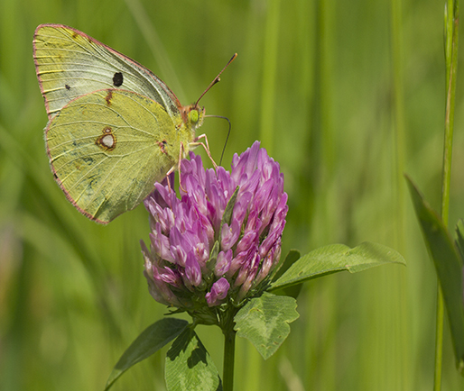 Colias 1.jpg