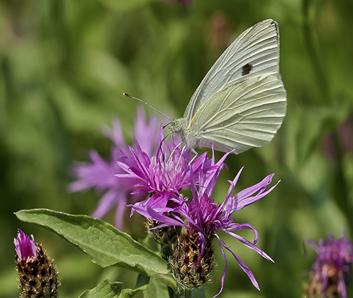 Pieris n 10.jpg