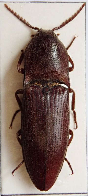 Elateridae Marocco1 - Copia.JPG