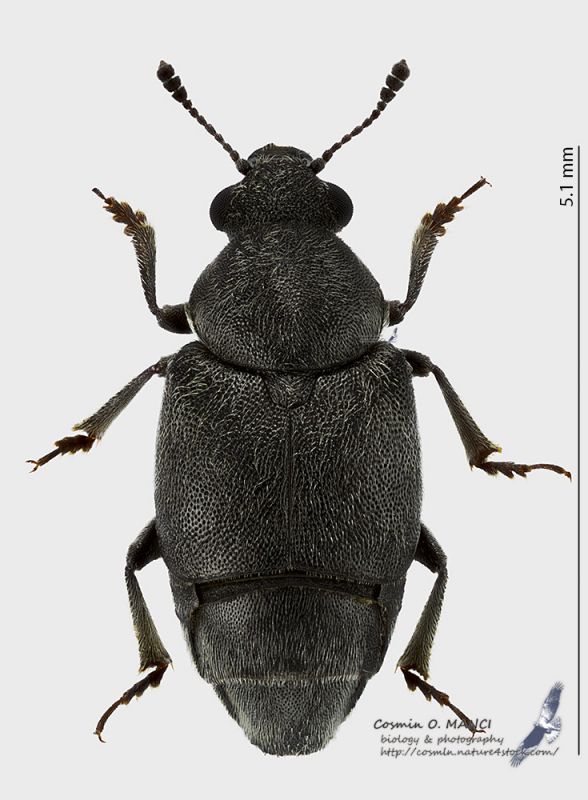 Brachyleptus_cf_quadratus_s.jpg