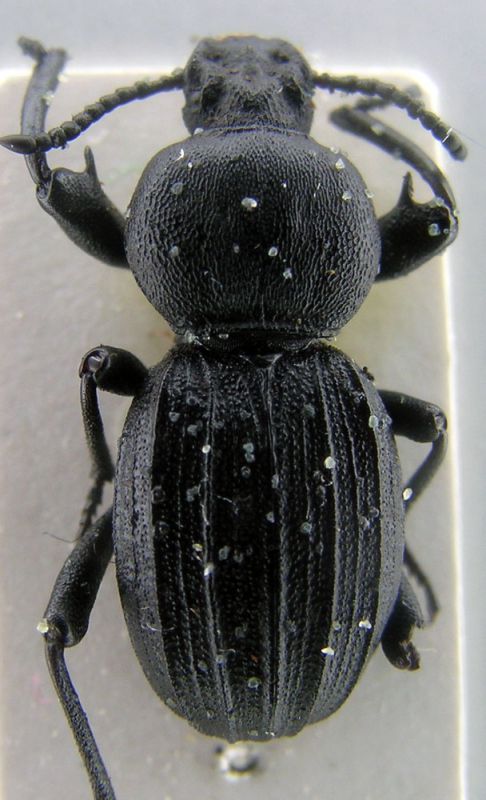 Scaurus uncinus asperutus.jpg