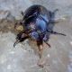 tenebrionidae_marizzi.jpg