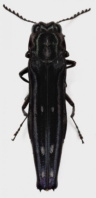 Agrilus_noctambulus_French_Guyane_Kaw_IX-2017_8,8mm_grey.jpg