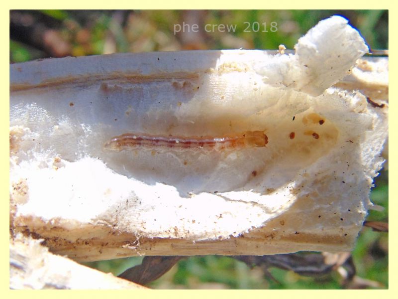 3) larva Coleottero in Cardo - circa 10 mm. - Anzio 11.2.2018 (1).JPG