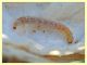 4) larva Coleottero in Cardo - circa 10 mm. - Anzio 11.2.2018 (2).JPG