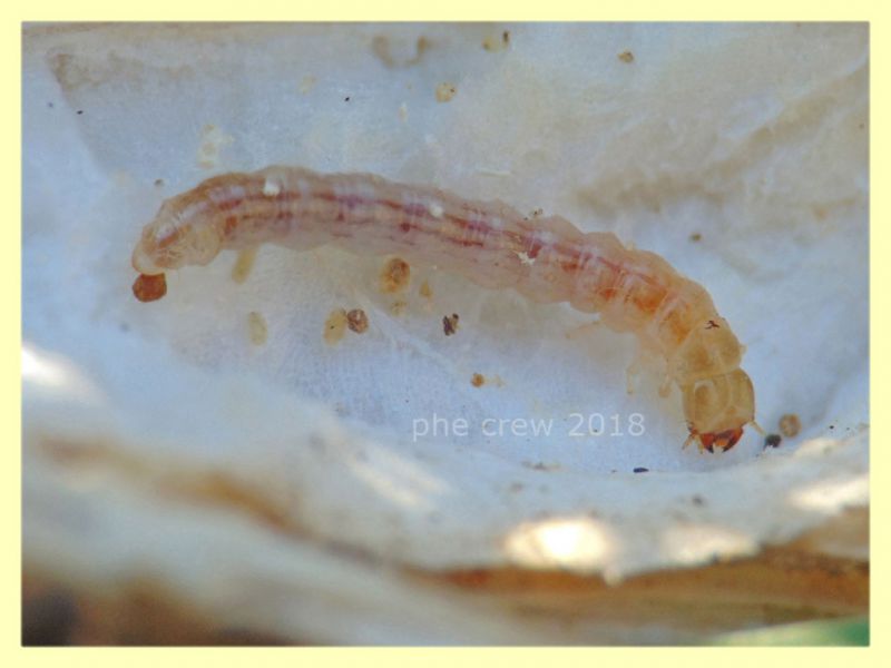 4) larva Coleottero in Cardo - circa 10 mm. - Anzio 11.2.2018 (2).JPG