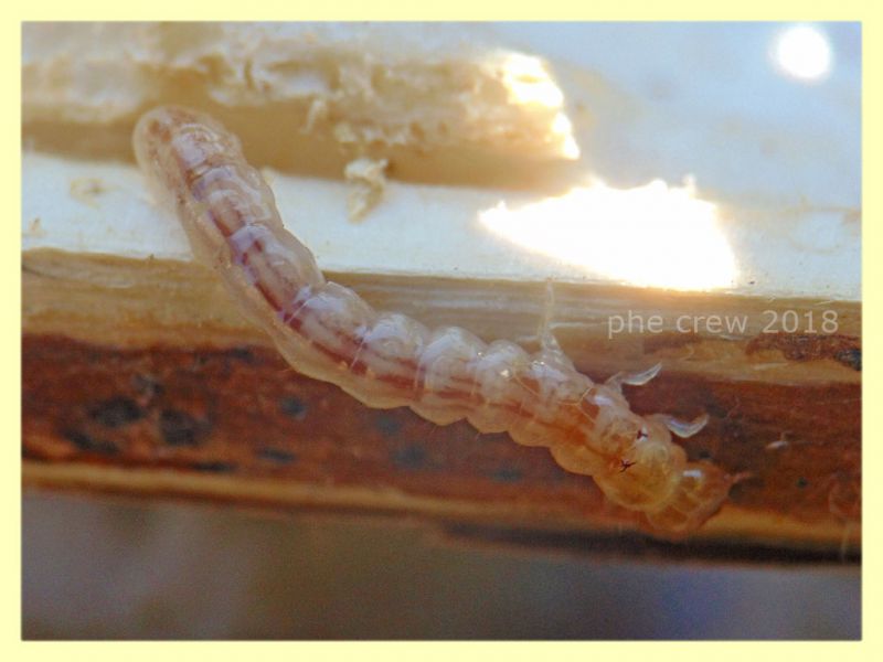 5) larva Coleottero in Cardo - circa 10 mm. - Anzio 11.2.2018 (9).JPG