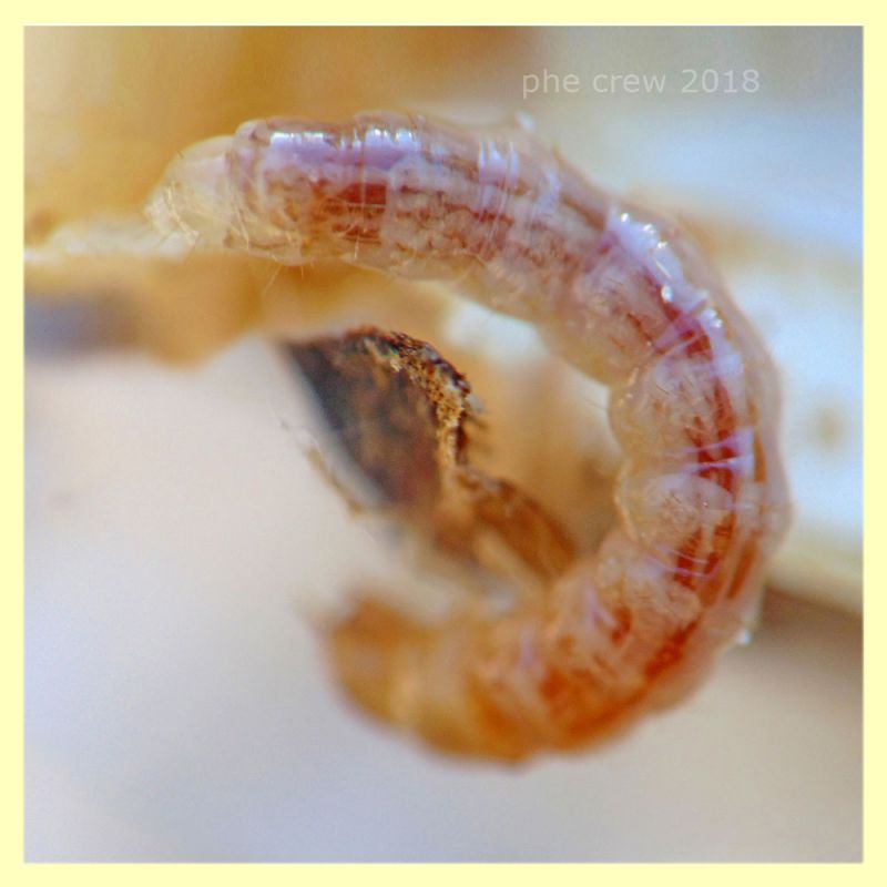 7) larva Coleottero in Cardo - circa 10 mm. - Anzio 11.2.2018 (5).JPG