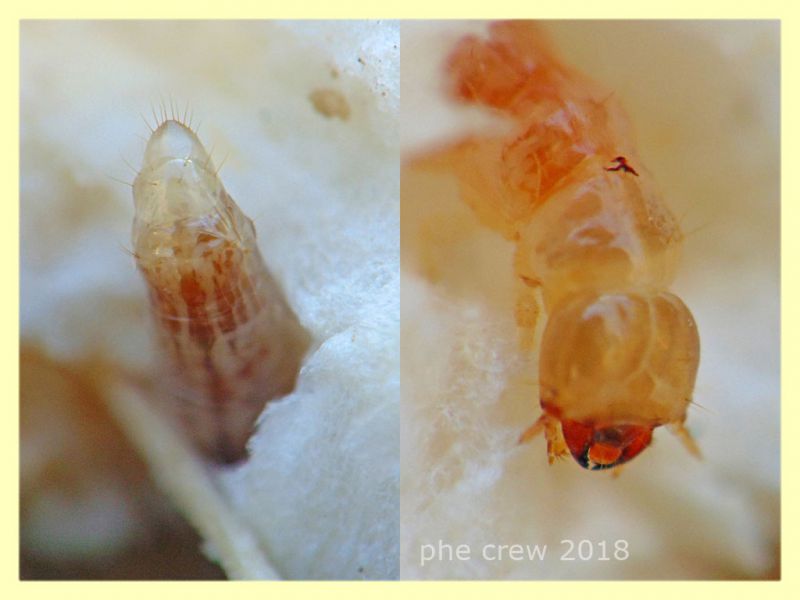 11) larva Coleottero in Cardo - circa 10 mm. - Anzio 11.2.2018 (3).JPG