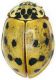 Coccinella_Orazio_7-VI-2010.jpg