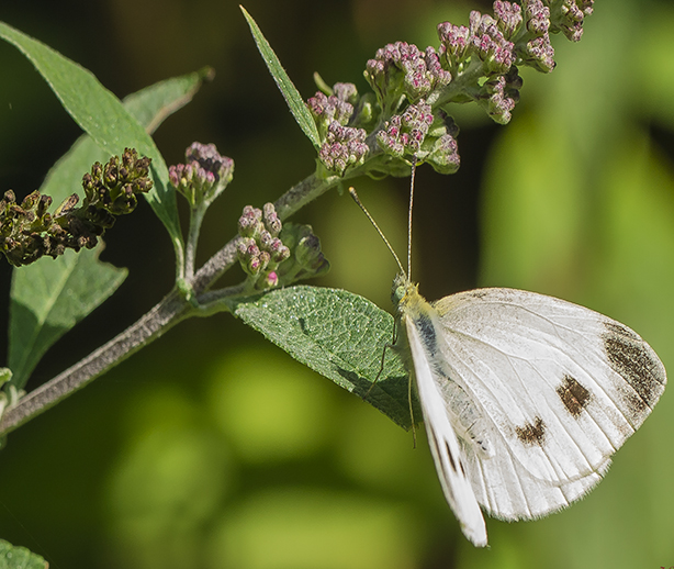 Pieris rapae A5.jpg